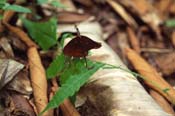 Costa Rica_401-05