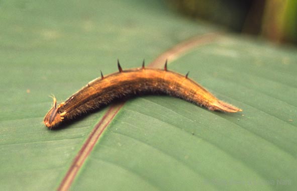 Costa Rica_414-01