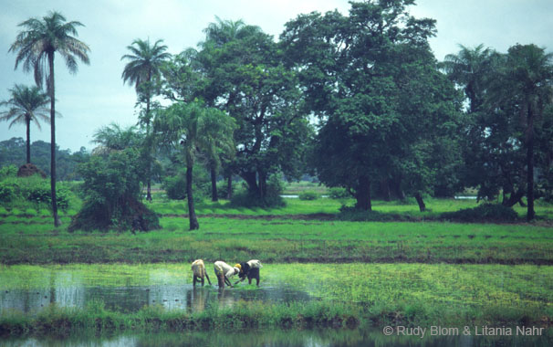 Gambia_Senegal_216-44-23