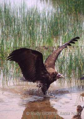 Gambia_Senegal_216-44-31
