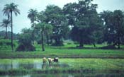 Gambia_Senegal_216-44-23
