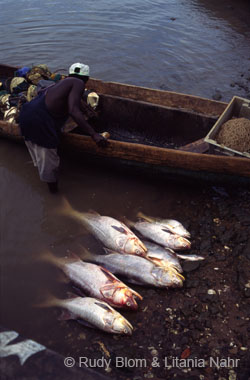 Gambia_Senegal_221-46-13