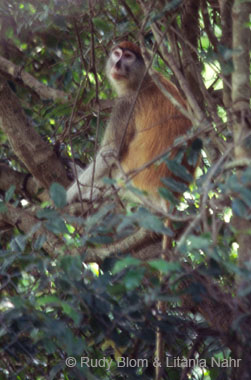 Gambia_Senegal_216-42-32