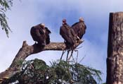 Gambia_Senegal_216-42-31