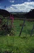 New Zealand_327-84-30
