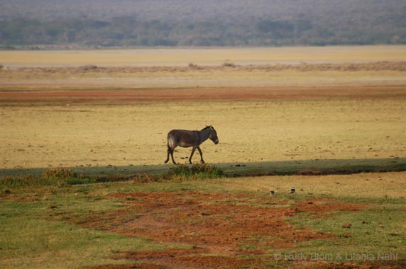 Tanzania_200307_04DSC_0072